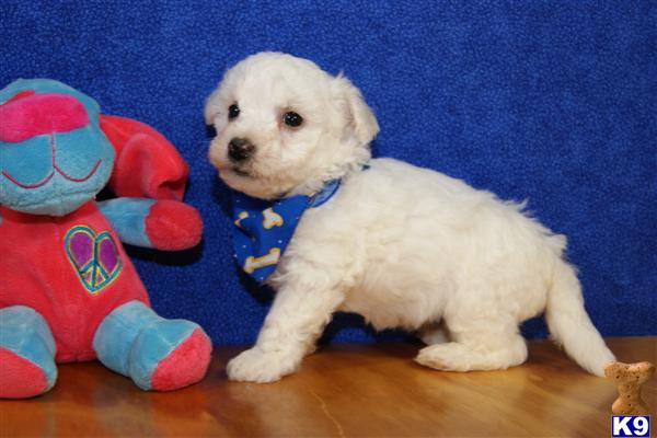 Bichon Frise Puppies
